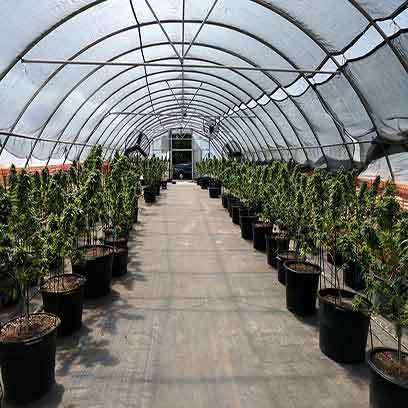 Large Plastic Alibaba Plant Pots Wholesale