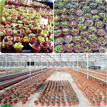 Small Plastic Succulent Pots Wholesale Price USA