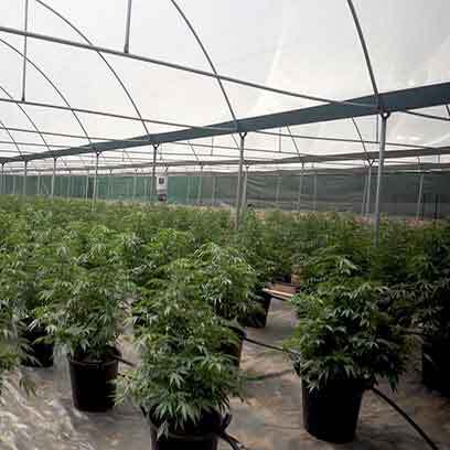 Cheap Large Nursery Plant Pots For Sale Mexico