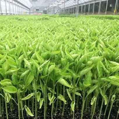 Cheap Plug Trays Wholesale Supplier Philippines