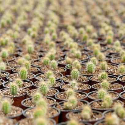 Cheap Big Plastic Growing Pots Wholesale Suppliers Canada