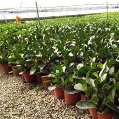 Cheap Large Plastic Pots For Nurseries South Carolina