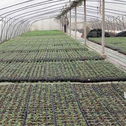 Cheap Plug Plant Trays Wholesale Suppliers Philippines