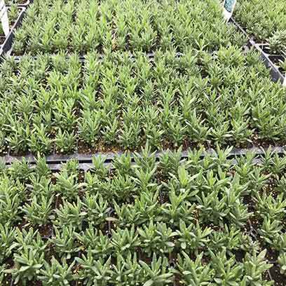 Bulk Buy Plastic Cell Plug Trays Cheap Qatar