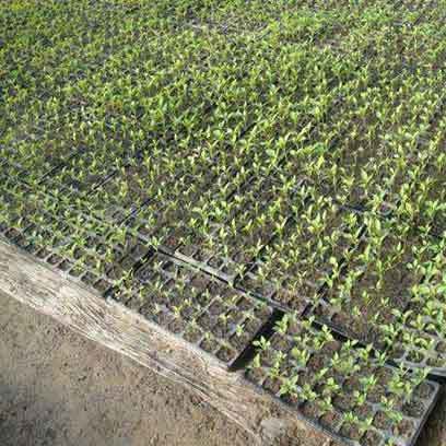 Cheap Propagation Trays Wholesale Supplier Australia