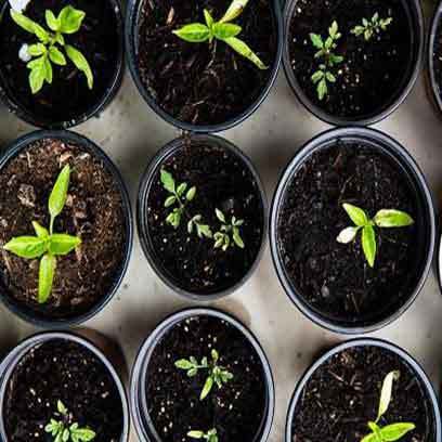 3 Gallon Plastic Plant Containers Wholesale Canada