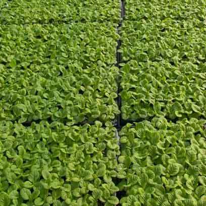 Cheap Black Plastic Seed Trays Manufacturers