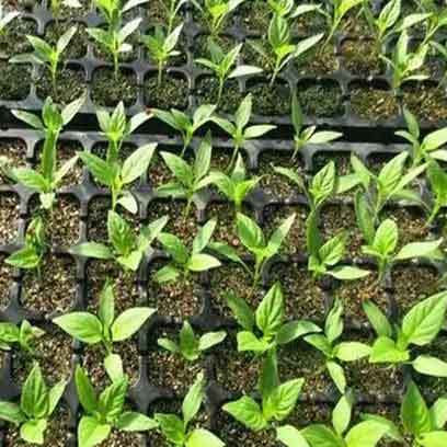 Seed Starter Trays With Plugs Included USA