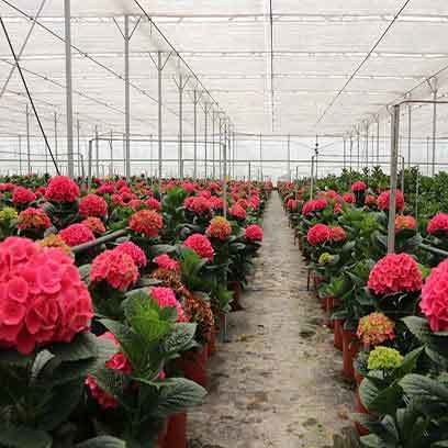 plastic plant pots wholesale