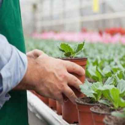 plastic seed trays