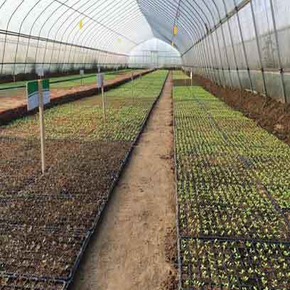 200 Cell Lavender Plug Trays Wholesale Canada
