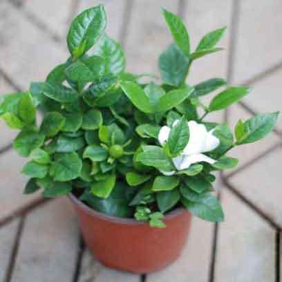 10 Inch Plastic Plant Pots Bulk Buy UK