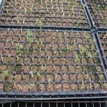 Cheap Elfin Thyme Plug Tray Wholesale Supplier