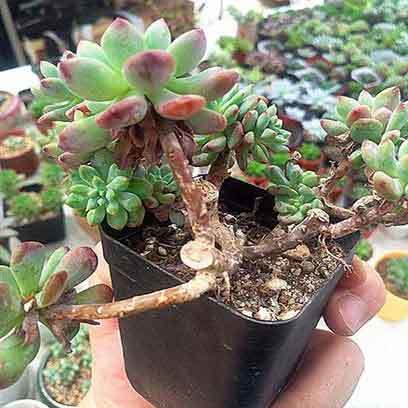 Square 3 Inch Plastic Nursery Pots Bulk Buy