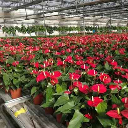 Plastic 5 Inch Nursery Pots Wholesale Suppliers