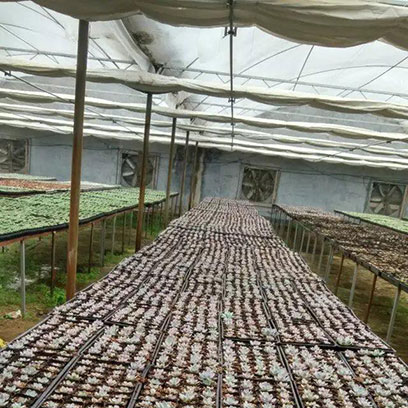 4 Inch Square Greenhouse Pots Wholesale Canada