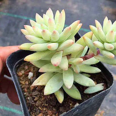 Cheap 2.5 Inch Square Plastic Pots Suppliers USA