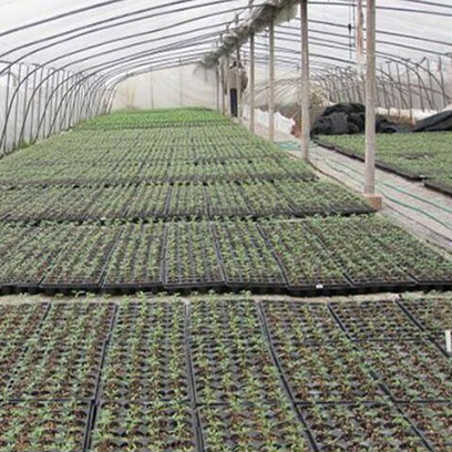 Long Life Propagation Trays Manufacturers UK