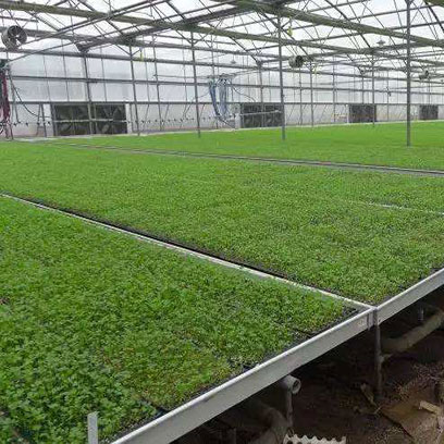 Polystyrene Plug Plant Trays Wholesale Suppliers UK