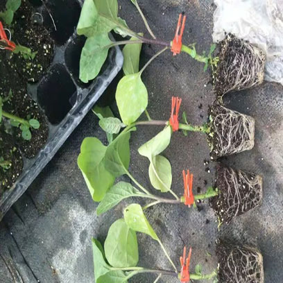 Plastic Propagation Trays For Cuttings Suppliers Ireland