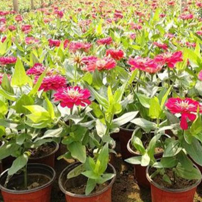 Cheap 4 Inch Plastic Plant Pots In Bulk Saudi Arabia