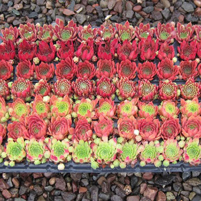 Cheap Polystyrene Plant Trays Manufacturers China
