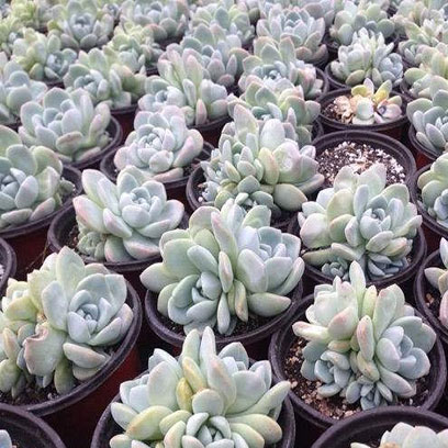 Bulk Buy Cheap 6 Inch Plastic Nursery Pots USA