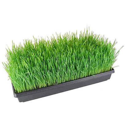 Cheap Rice Seedling Tray Wholesale Suppliers In Thailand