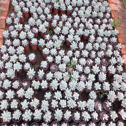Plastic V9 Nursery Pots Wholesale Suppliers Israel