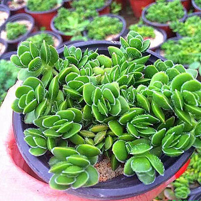 Cheap Plastic Plant Pots Wholesale Suppliers Panama