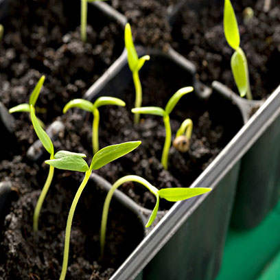 Bulk Buy Cheap Plastic Growing Trays Guatemala