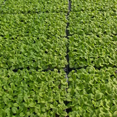 Best Plastic 4x8 Grow Tray Wholesale Price USA