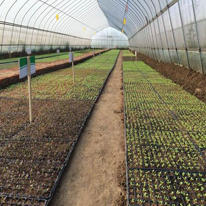 Best Thermoforming Plastic Seed Trays Factory Taiwan