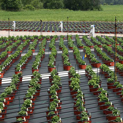 Bulk Buy Cheap Plastic V10 Nursery Pots Brazil