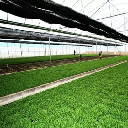 Hot Sale Rice Seedling Trays Wholesale Suppliers Myanmar