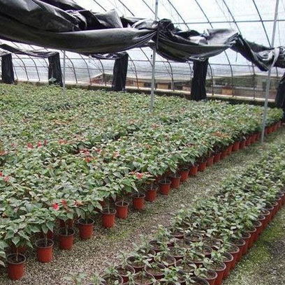 High Quality Plastic Plant Pots Bulk In Mexico