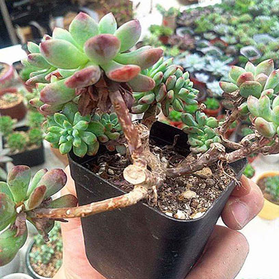 Square Plastic Planter Wholesale Suppliers Poland