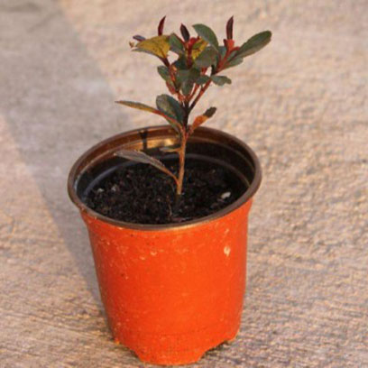 Best Double Color Plastic Flower Pots Producer Brazil
