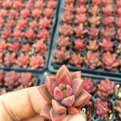 Cheap Plastic Cell Seedling Trays Suppliers New Zealand