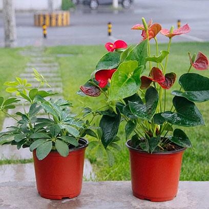 Cheap Plastic Flower Pots Wholesale Suppliers Mexico