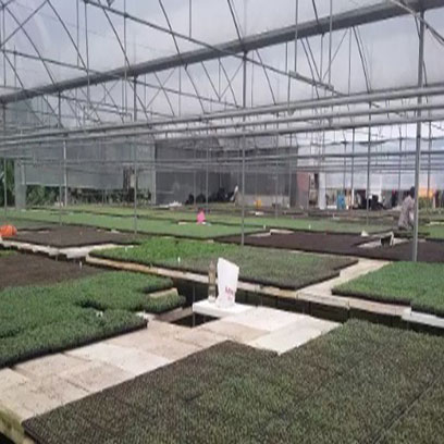 Cheap Plastic Nursery Trays Factory Vietnam