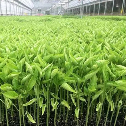 Cheap Plastic 3x6 Grow Tray Suppliers Canada