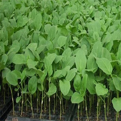 Long Life Propagation Trays Wholesale Philippines