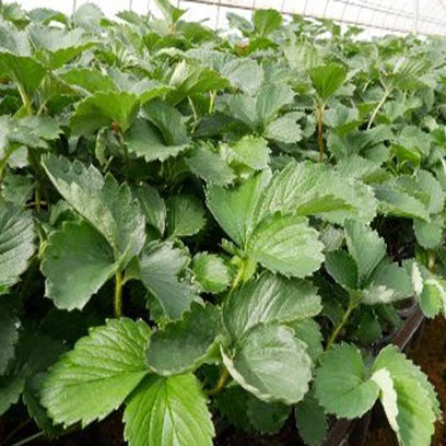 High Quality Plastic Growing Trays Manufacturers Romania