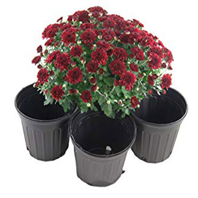 Cheap Plastic Planter Manufacturers South Korea