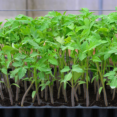 Cheap Plastic Planting Trays Factory Netherlands