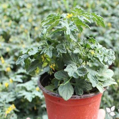 Cheap Plastic Pots For Plants Wholesale Suppliers Peru