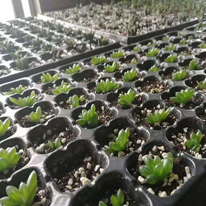 Thermoforming Plastic Seed Trays Suppliers Saudi Arabia