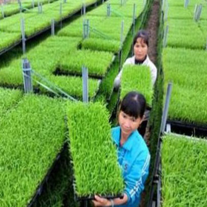 Cheap Seed Propagation Trays Suppliers UAE