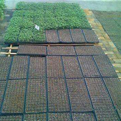 Cheap Plastic Propagation Tray Suppliers Bahamas